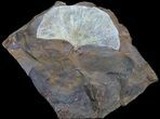 Fossil Ginkgo Leaf From North Dakota #39011-1